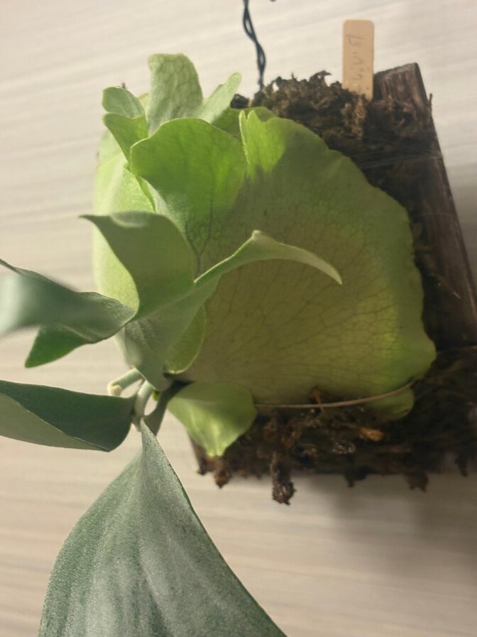 【壁に飾れる植物】ビカクシダ　ペガサス