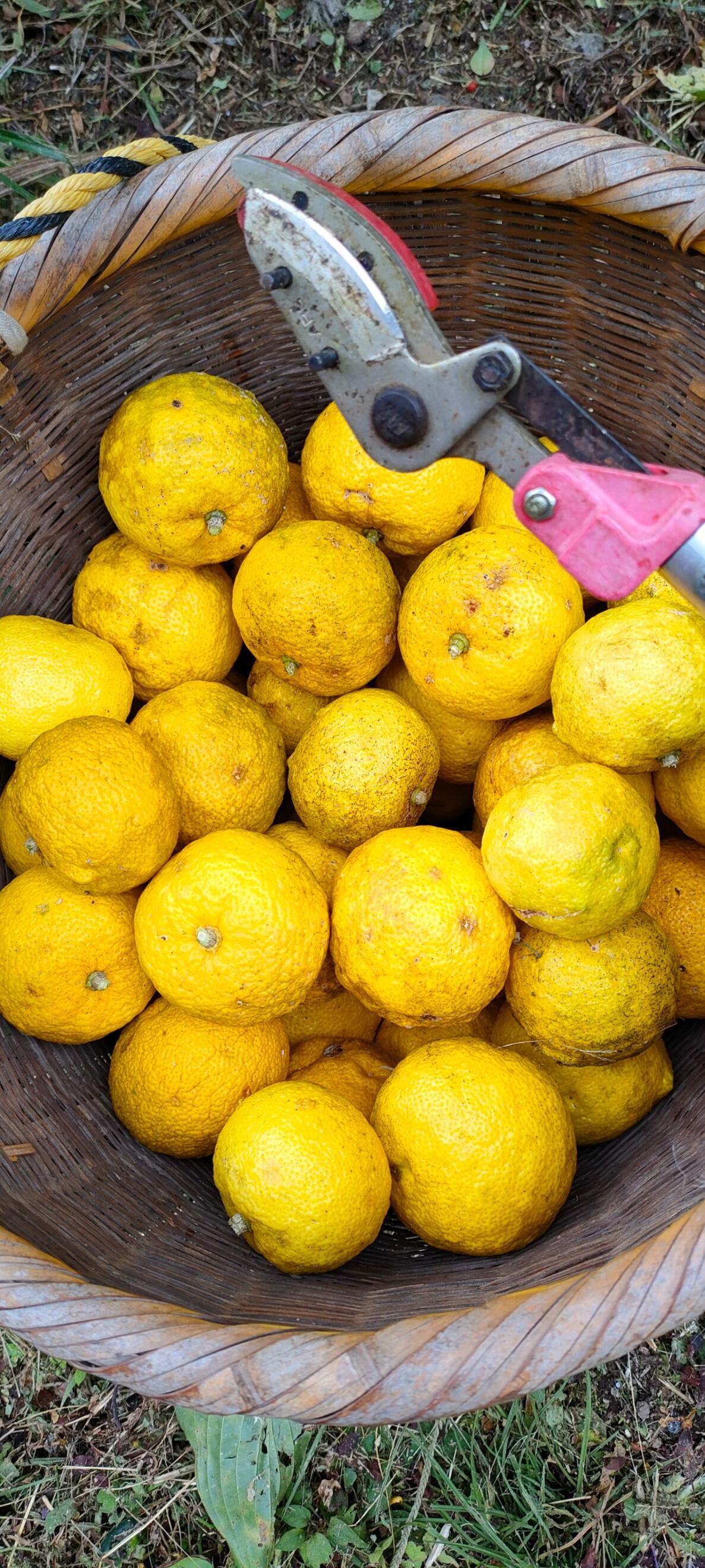 大分龍王のゆずみそ
ほのぼのふぁーむの栽培柚子と味噌のコラボ
ご飯がとまらない！ゆずの香りが舞う