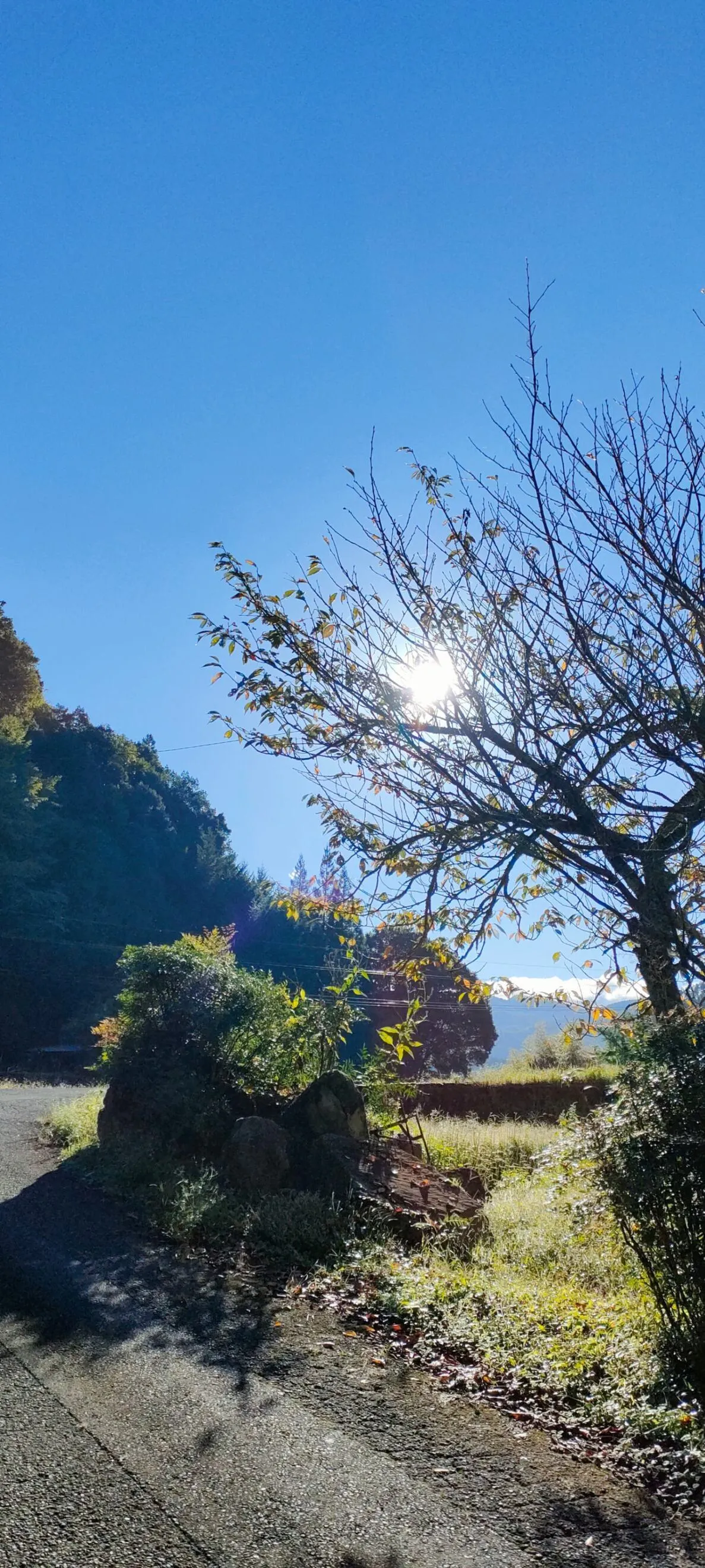 大分龍王のゆずみそ
ほのぼのふぁーむの栽培柚子と味噌のコラボ
ご飯がとまらない！ゆずの香りが舞う