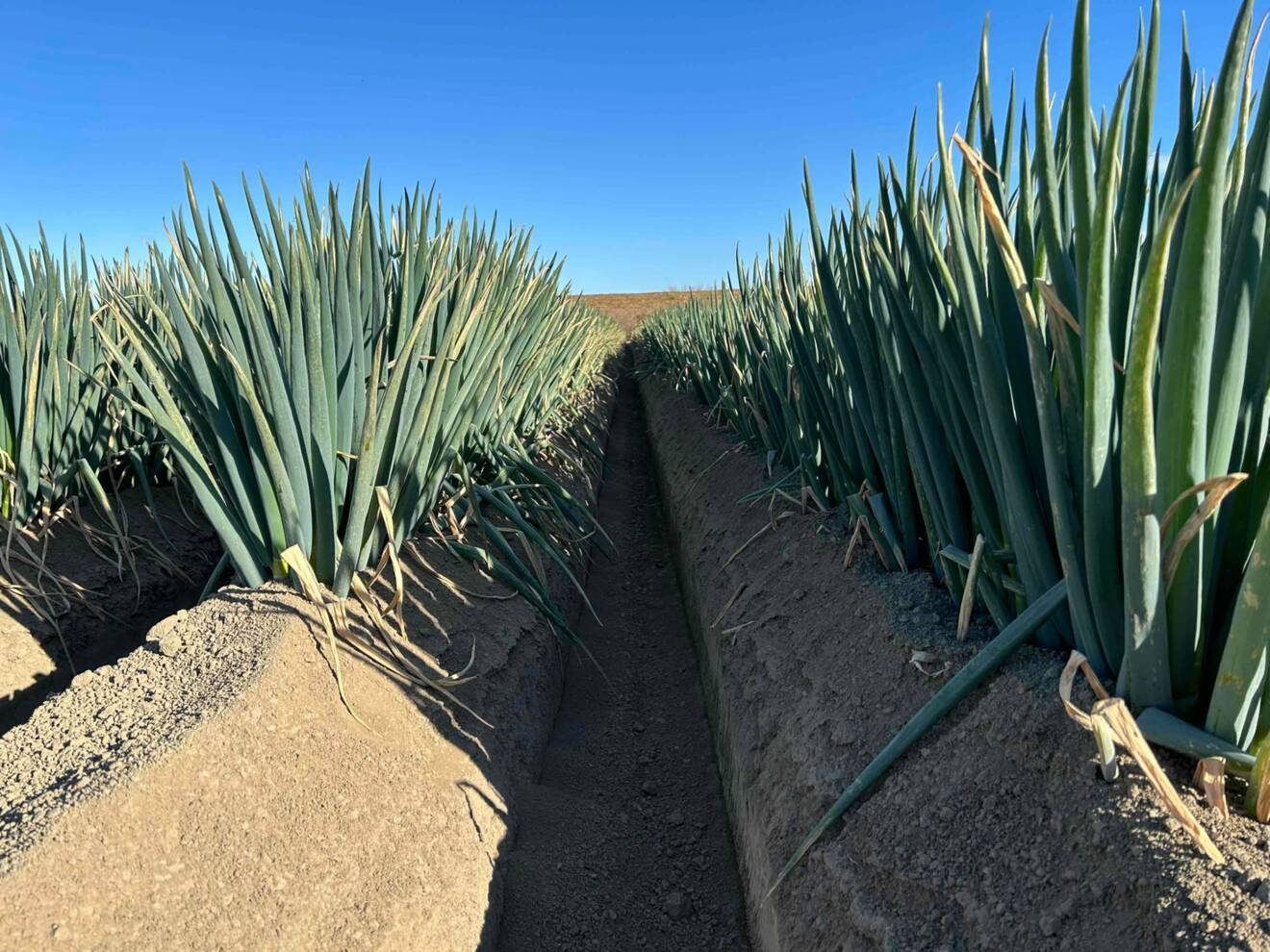 冬の贈り物※深谷ねぎ(5kg)【葉付き・土付き】