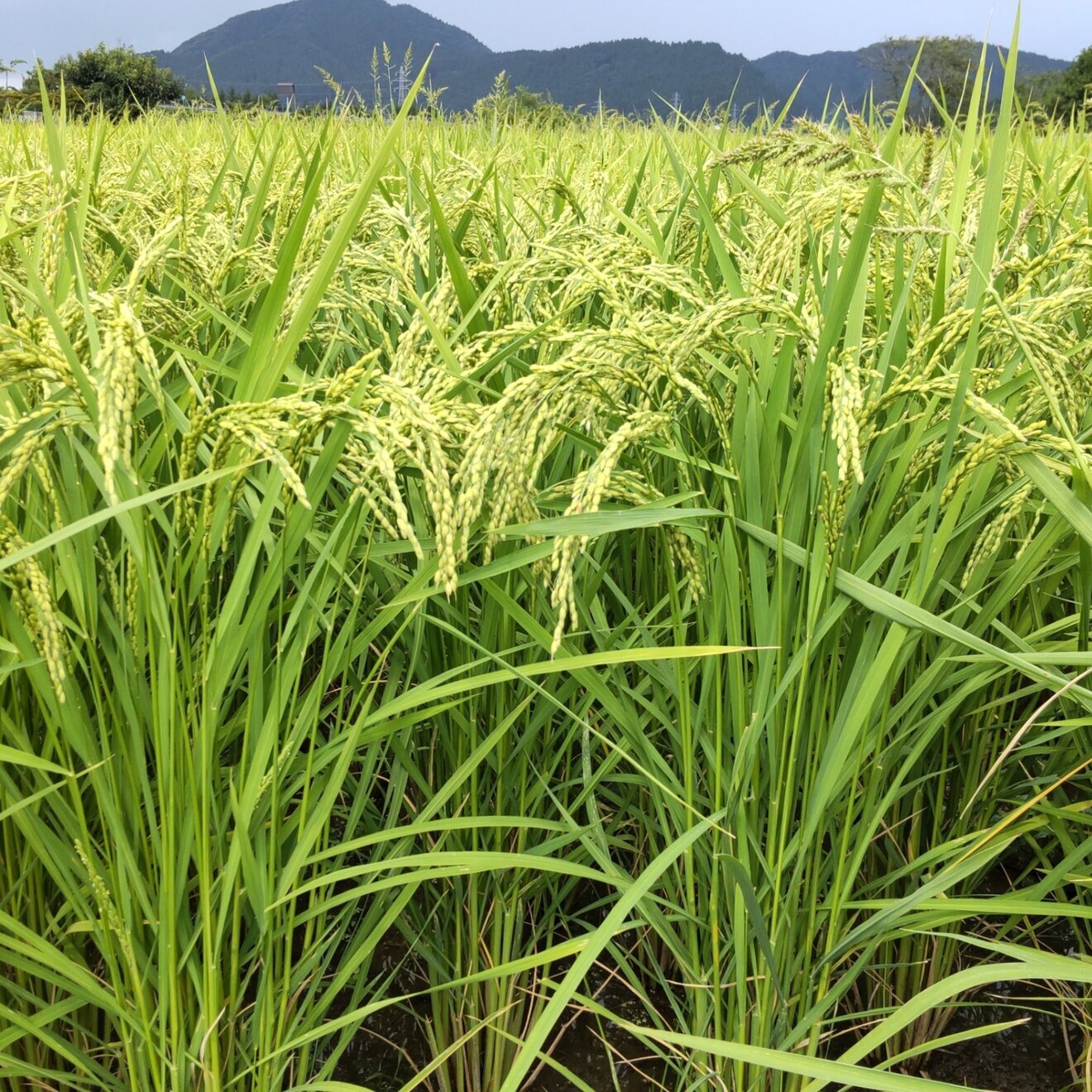 【完売御礼】ササニシキ　令和7年秋田県産　精米10キロ　減農薬・化学肥料不使用