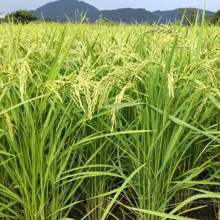 新米 ササニシキ　令和8年秋田県産　減農薬・化学肥料不使用　選べる精米歩合【秋の味覚】