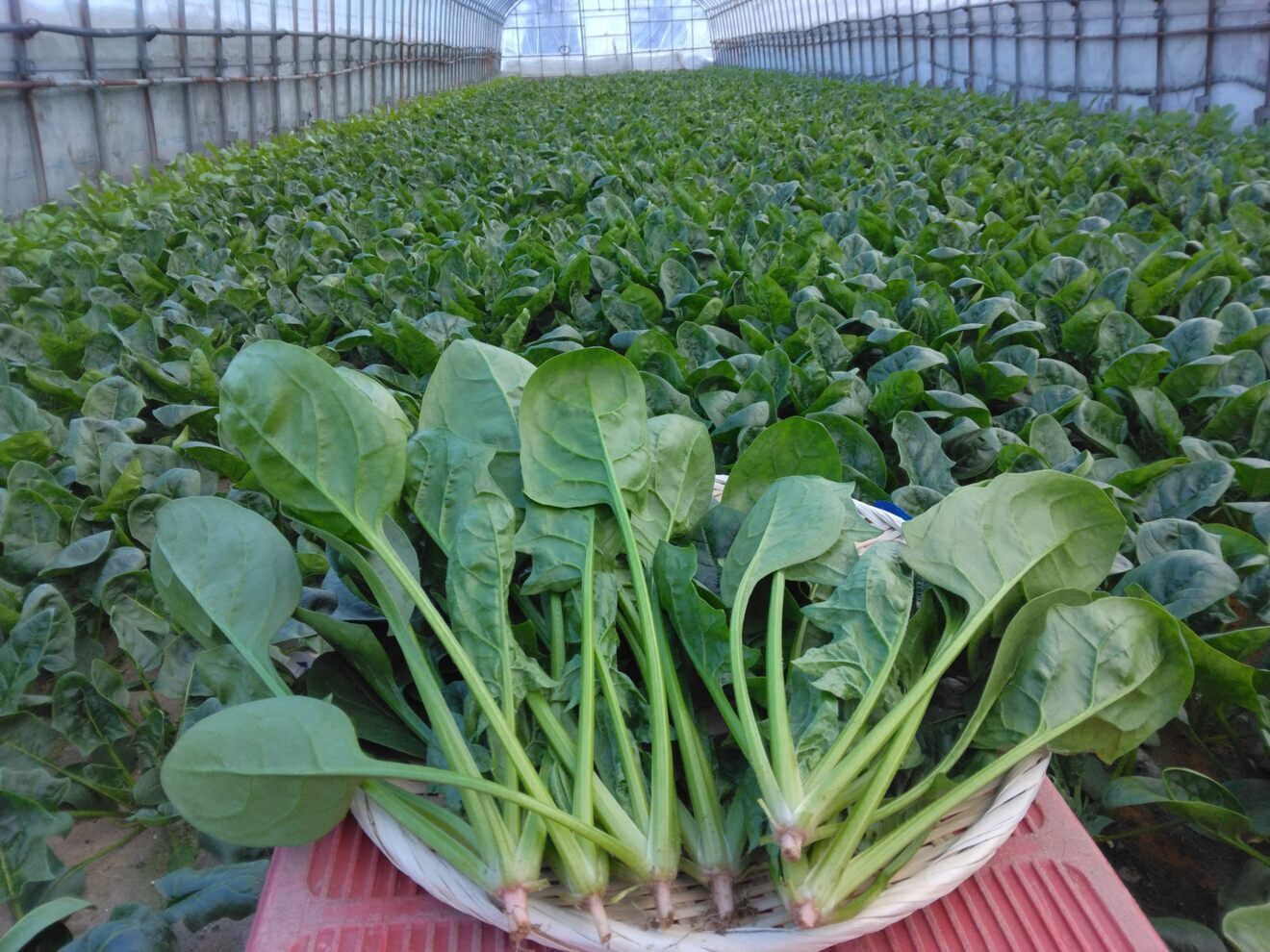 在庫限り庄内砂丘産ほうれん草　