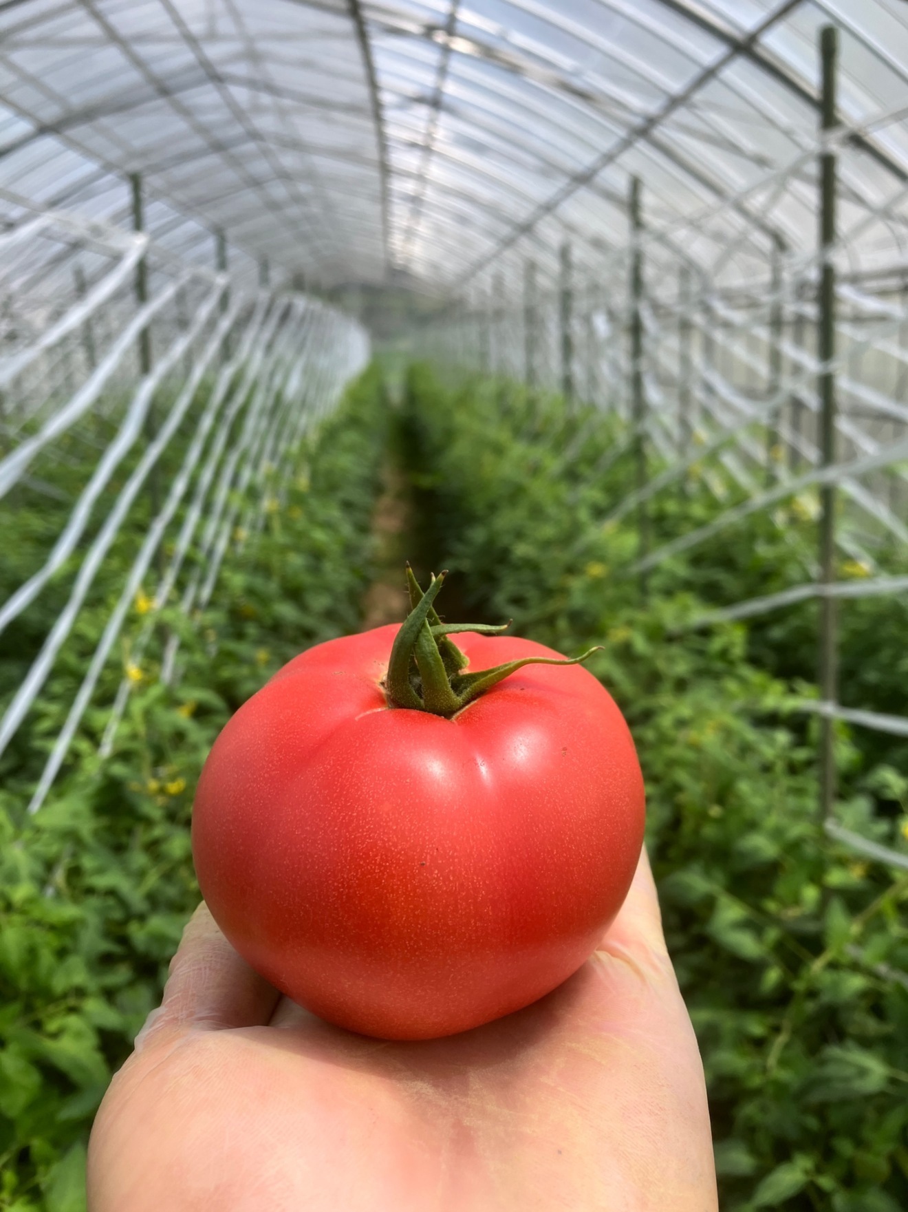 熊本県あか牛カレー【野焼きでトマトカレー】自家農園トマト使用！4パック！もったいないが生んだカレー