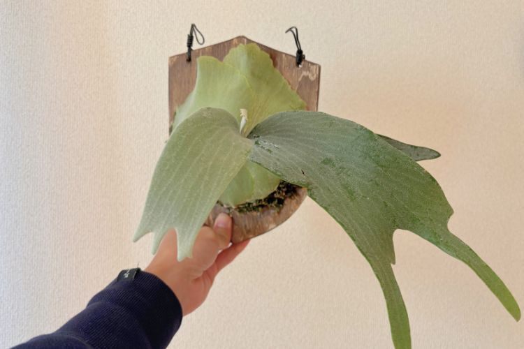 【壁にかけれる植物！】ビカクシダ  E-1 板付け 