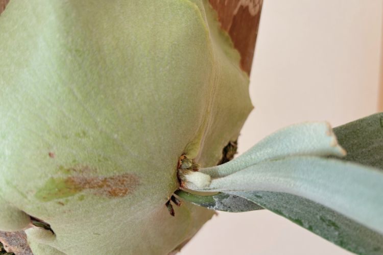 【壁にかけれる植物！】ビカクシダ  E-1 板付け 