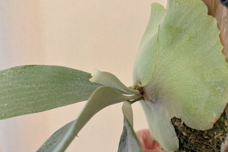 【壁にかけれる植物！】ビカクシダ  E-1 板付け 