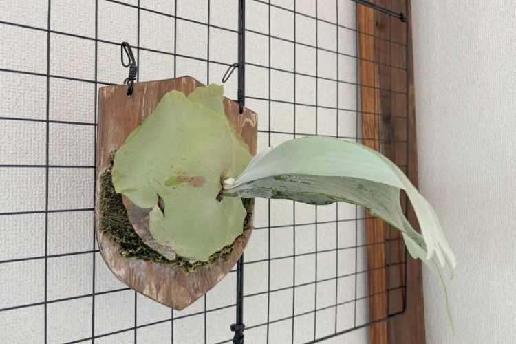 【壁にかけれる植物！】ビカクシダ  E-1 板付け 