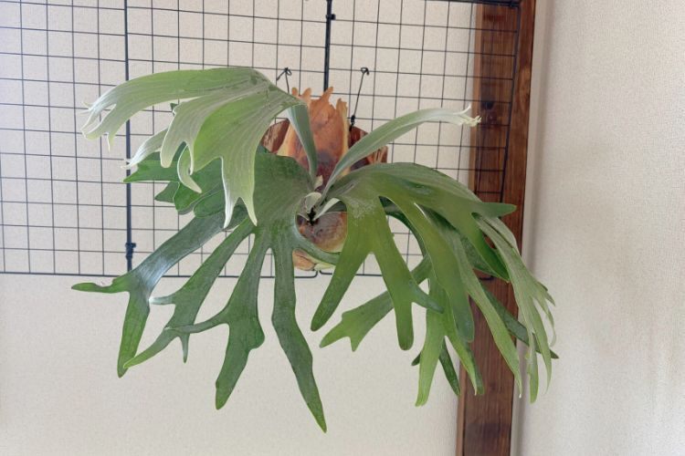 【壁にかけれる植物！】ビカクシダ  E-1 板付け 