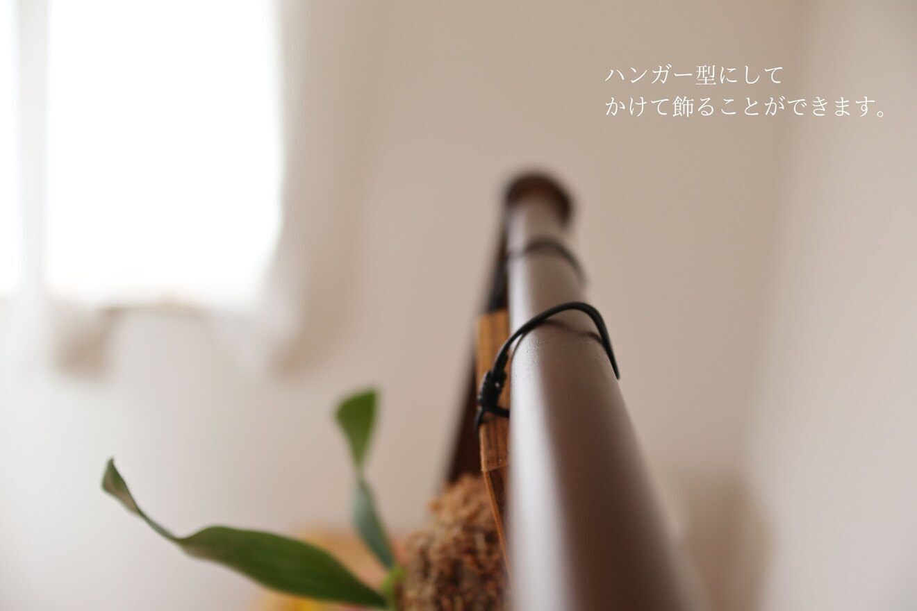 【壁にかけれる植物！】ビカクシダ  E-1 板付け 