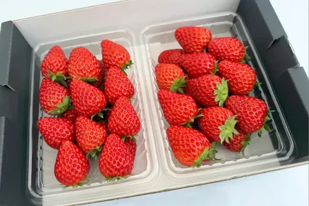 【完熟朝採り・中粒】イチゴ2パック 品種おまかせ L～Mサイズ