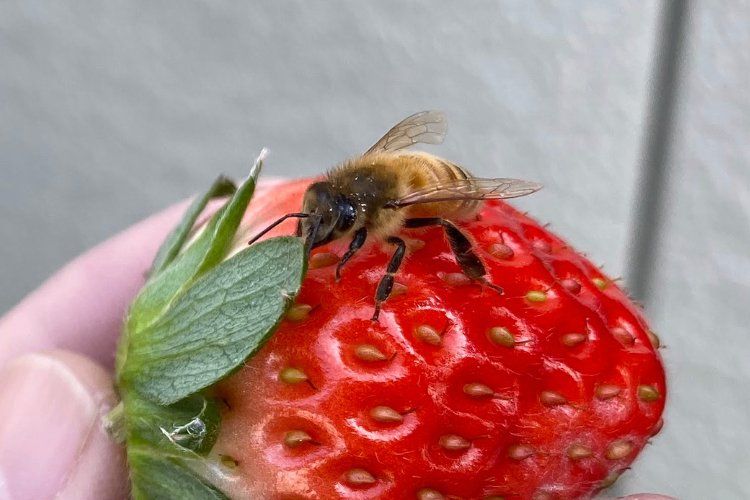 【完熟朝採り・中粒】イチゴ2パック 品種おまかせ L～Mサイズ