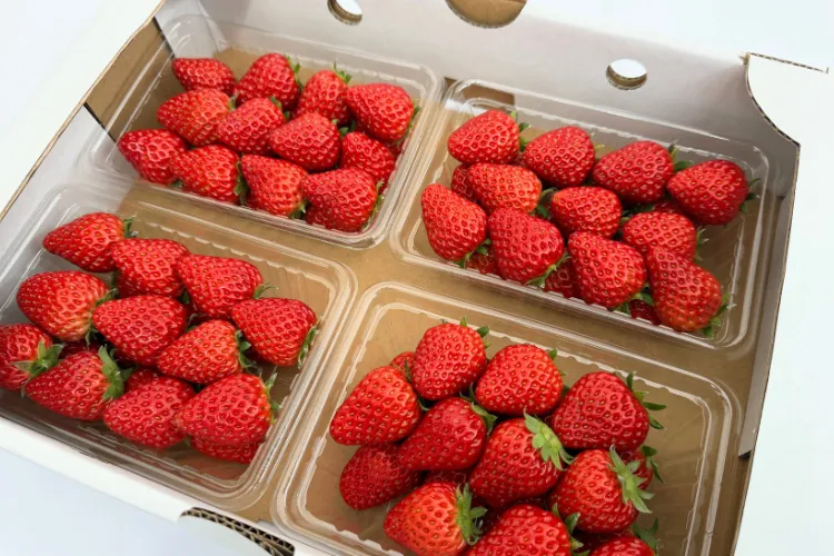 【完熟朝採り・中粒】イチゴ4パック 品種おまかせ L～Mサイズ