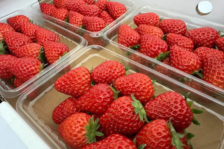 【完熟朝採り・中粒】イチゴ4パック 品種おまかせ L～Mサイズ