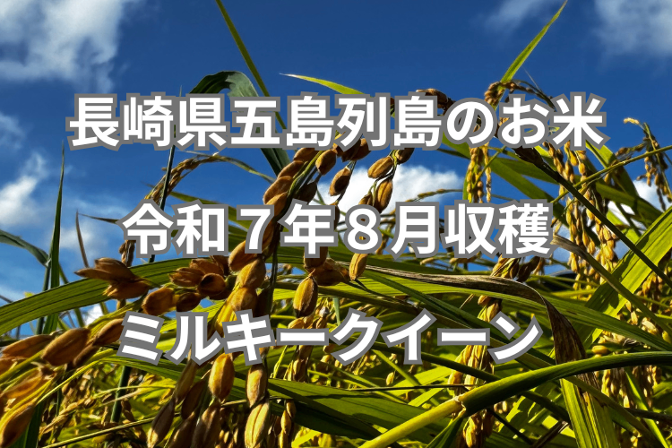 【五島列島のお米　福江島山内産】
R７年８月収穫　ミルキークイーン
10キロ 8000円