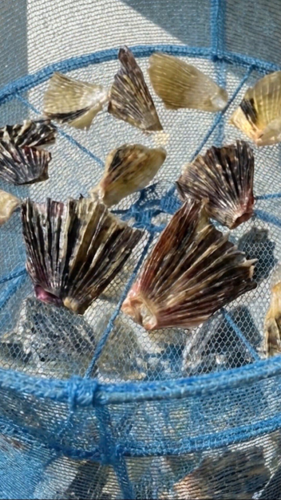 【国産とらふぐ】
ひれ酒用とらふぐ焼きひれ　8枚×2袋