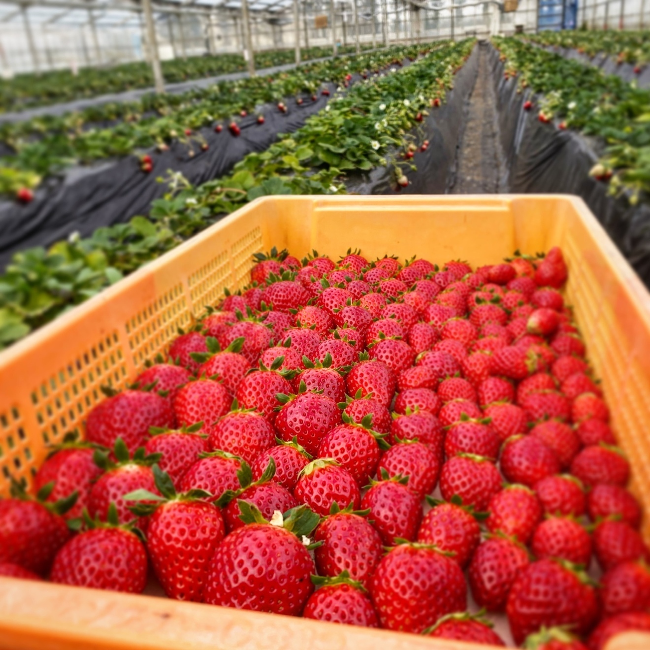 浜いちごの自家製ジャム入りアイスミルク10個入り