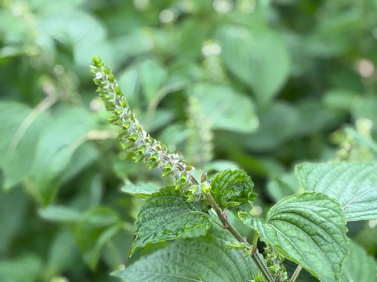 長野県産えごま油　55g×2本セット【農薬不使用】