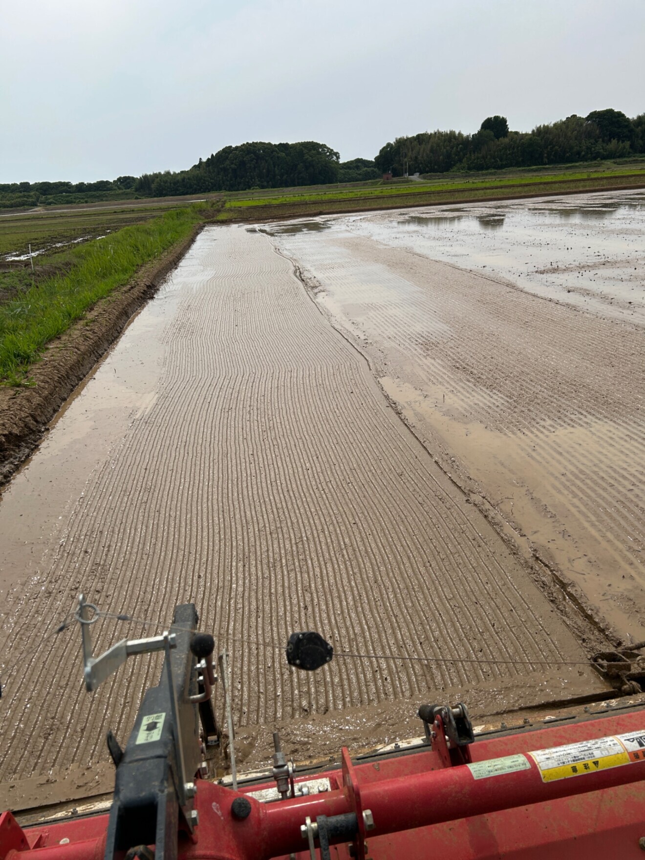 【自然農法の玄米】イセヒカリ5kg: 農薬不使用、除草剤も化学肥料も不使用、熊本の地下水で育てた米。