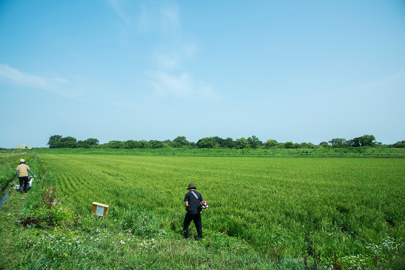 受賞歴あり 北海道産 特別栽培米ふっくりんこ白米5kg