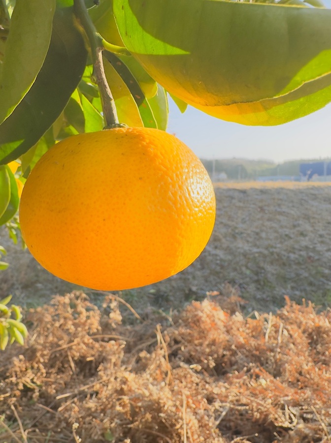 家庭用 八朔 約2kg（8個）送料無料
代々受け継いだ畑で育てた、昔ながらの八朔