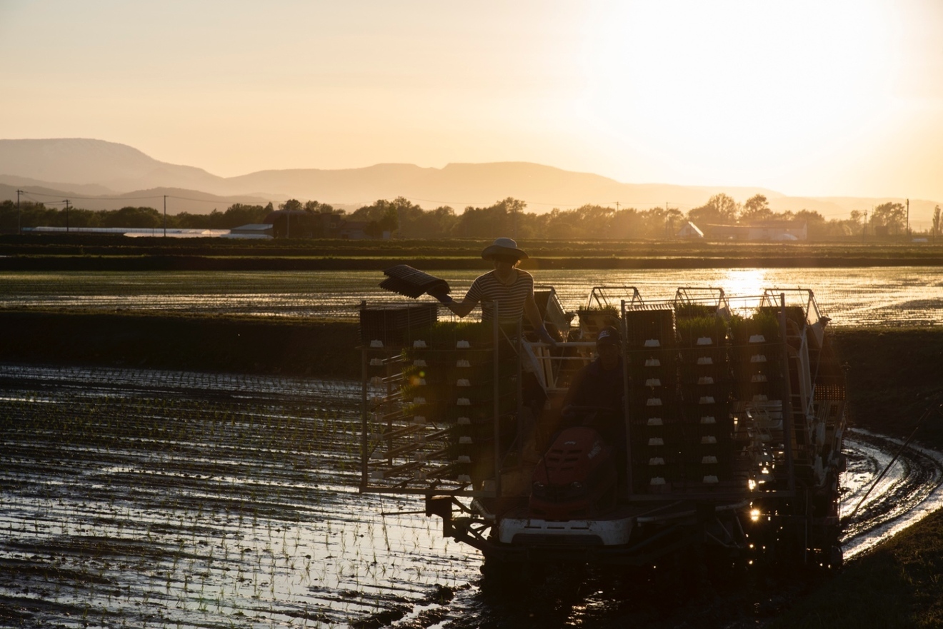 受賞歴あり 北海道産 特別栽培米ゆめぴりか白米5kg