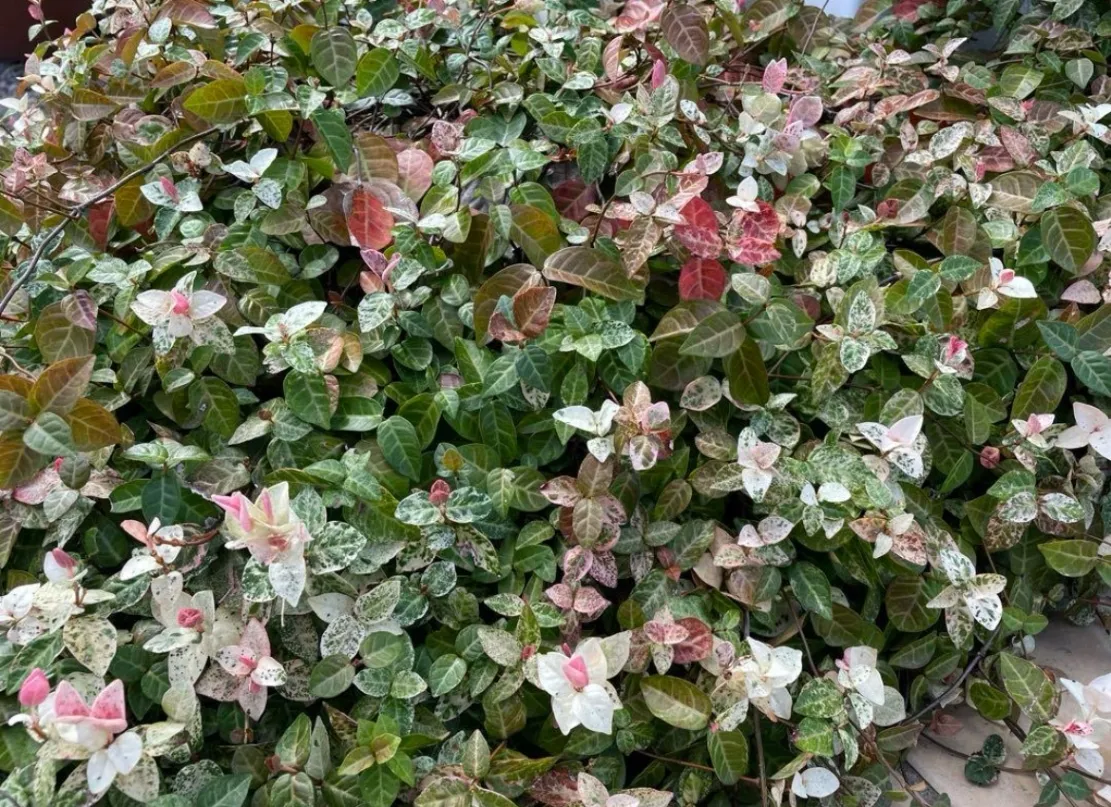 ハツユキカヅラ カット芽・苗・挿し穂