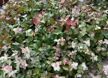 ハツユキカヅラ　カット芽・苗・挿し穂