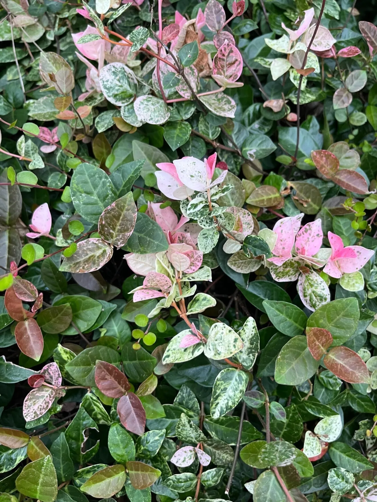 ハツユキカヅラ　カット芽・苗・挿し穂