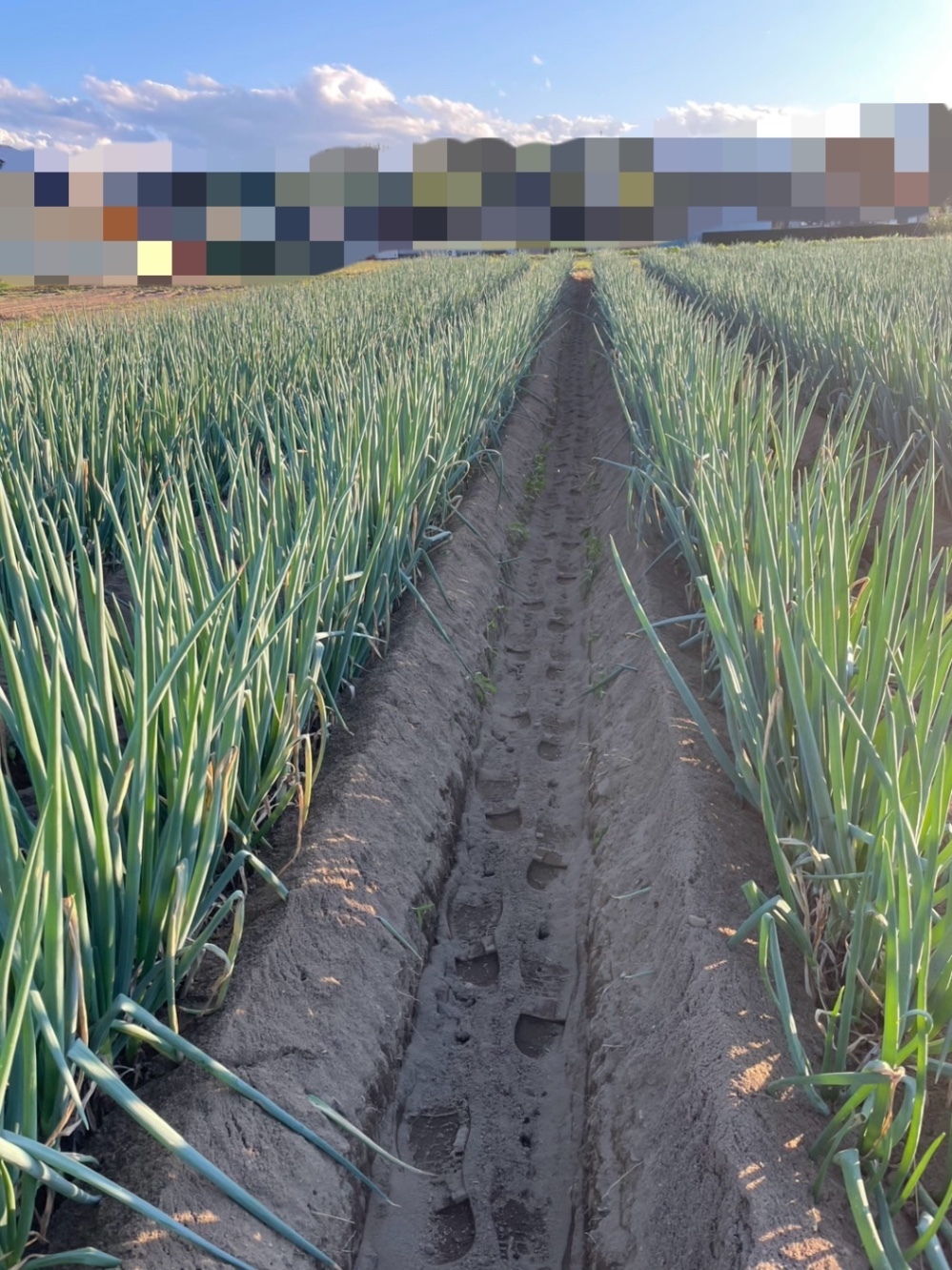 訳あり‼️群馬県産 長ねぎ 5kg