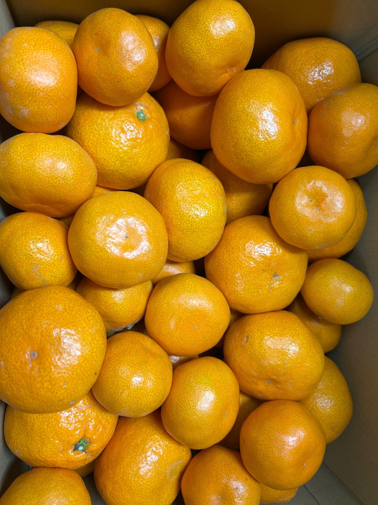 みかん7kg