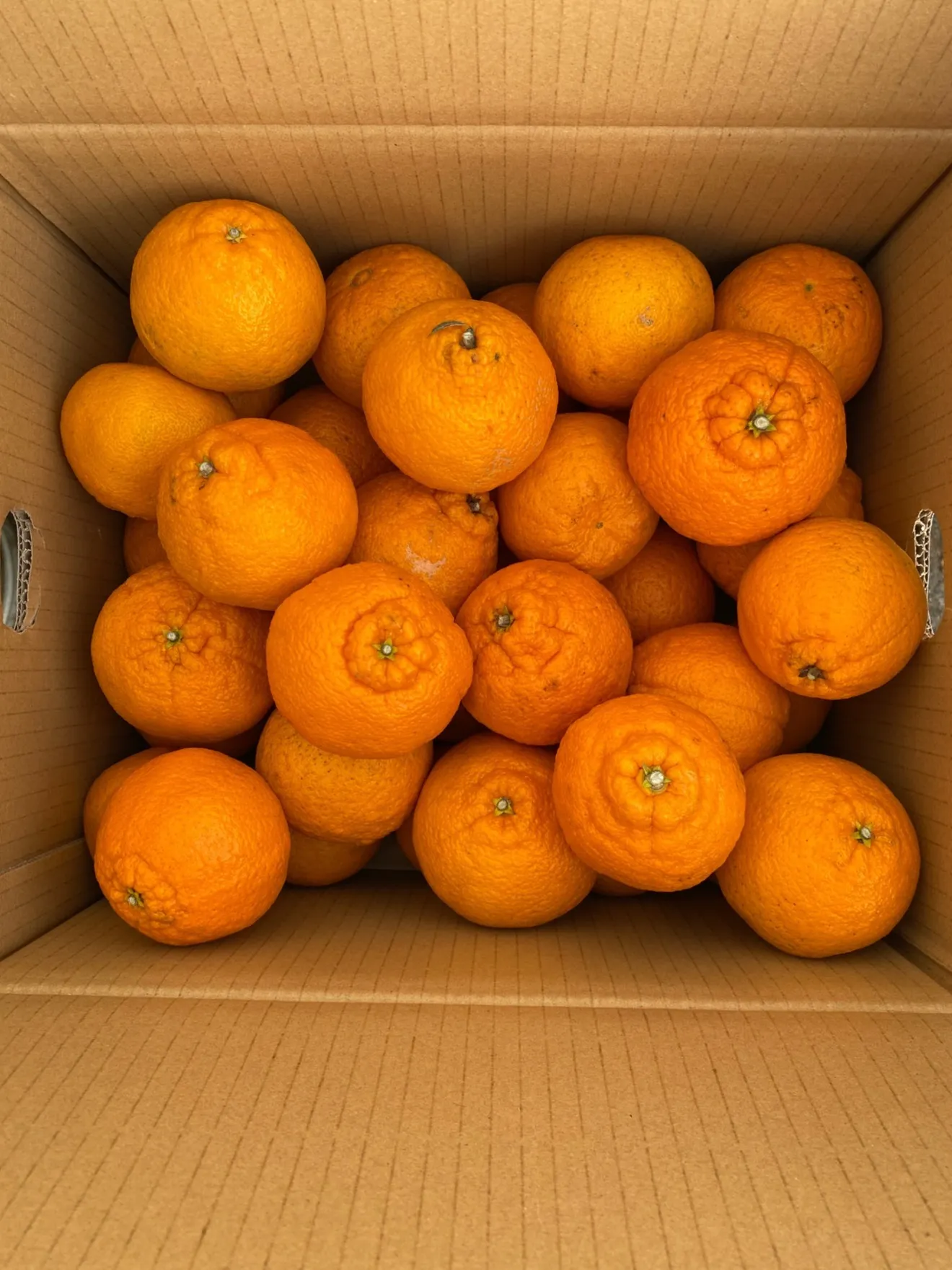 【お買い得9.5kg】不知火　ご自宅用　9.5kg 中玉　福岡県産

