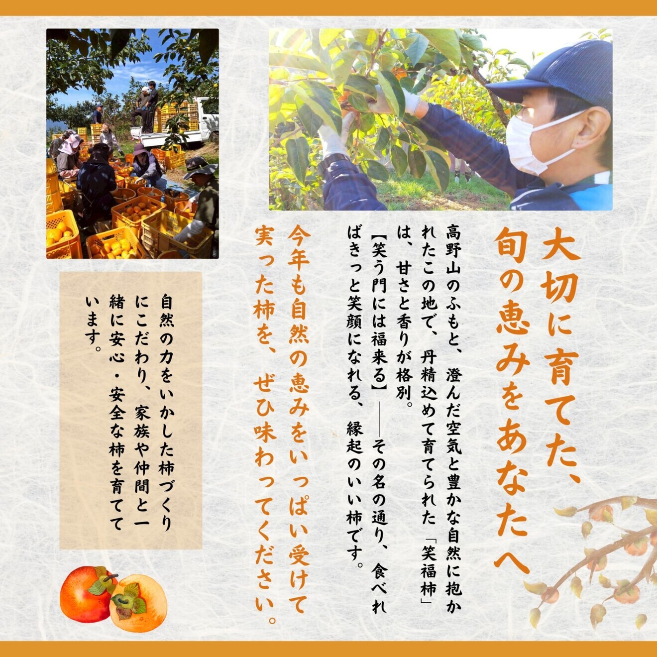 【贈答用】柿  L〜3Lサイズ 12〜14玉 フルーツキャップ入り ギフト 