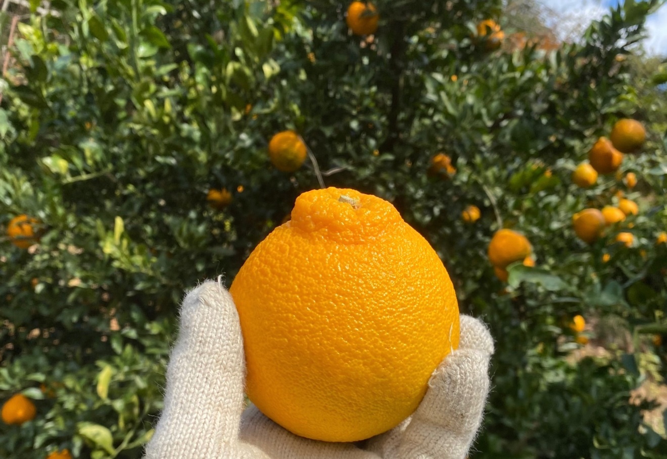 【お買い得9.5kg】不知火　ご自宅用　9.5kg 中玉　福岡県産
