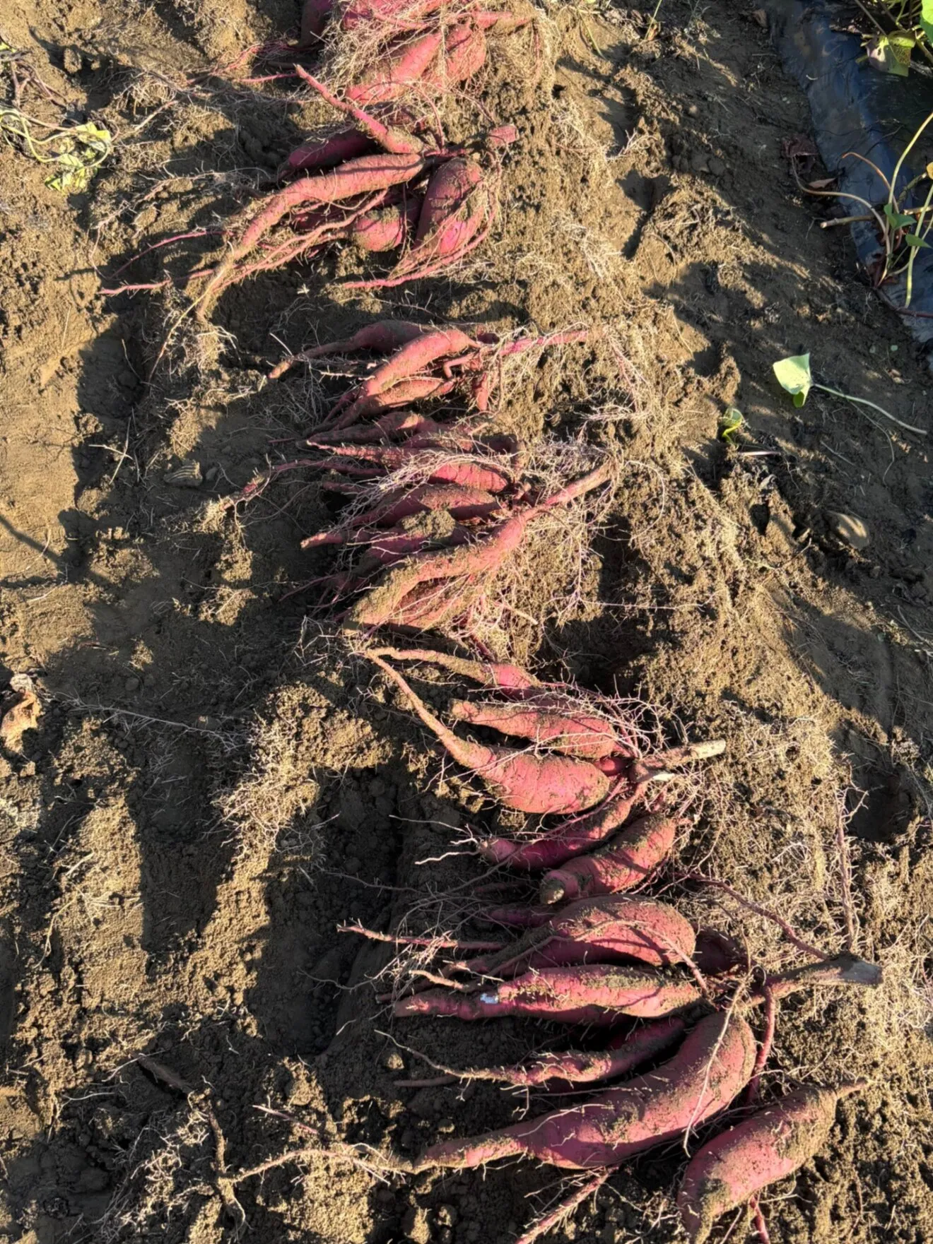 【紅はるか】箱に入るだけ約8kg30本前後