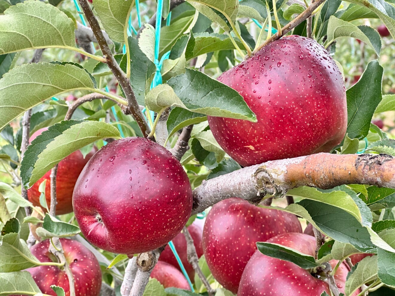 【農家直送】信州3兄弟食べ比べセット！約3キロ