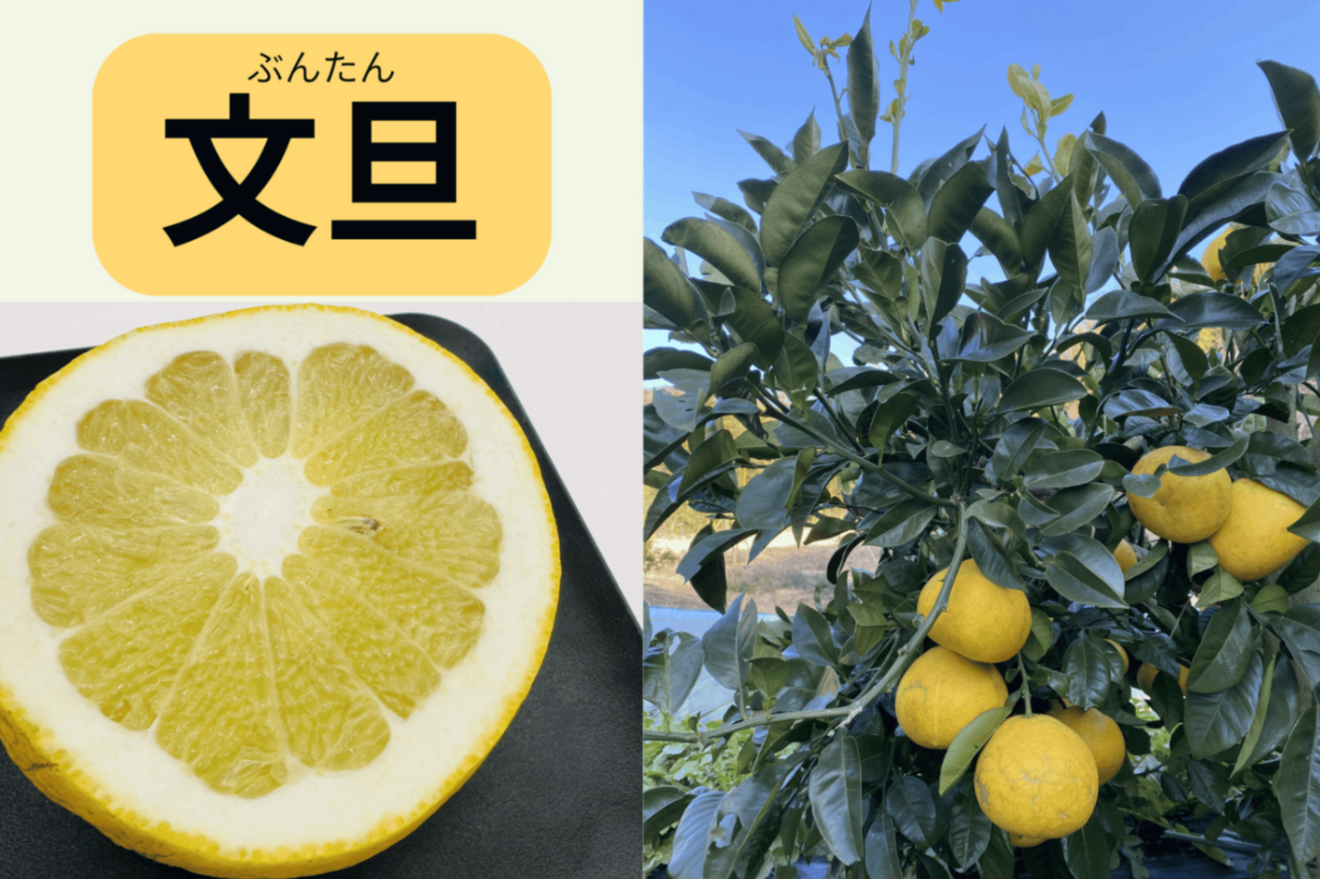 瀬戸内しまなみ柑橘 食べ比べセット（文旦＆八朔）約5kg