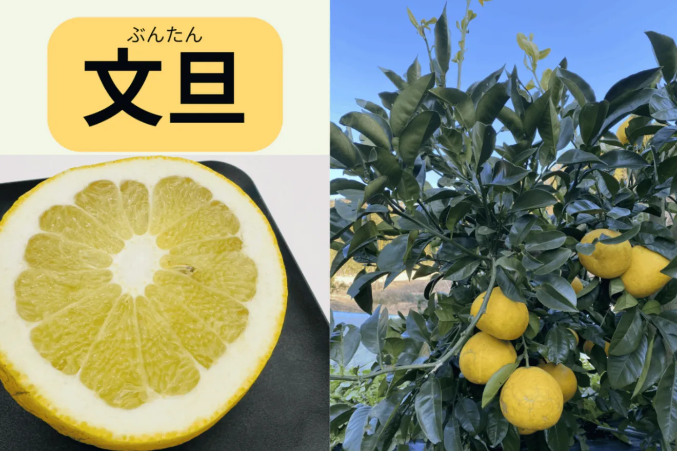 瀬戸内しまなみ柑橘 食べ比べセット（文旦＆八朔）約5kg