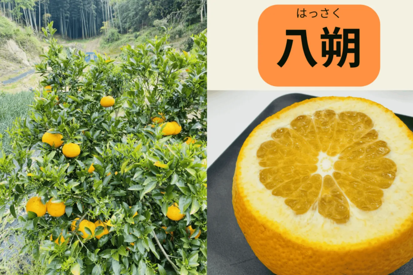 瀬戸内しまなみ柑橘 食べ比べセット（文旦＆八朔）約5kg