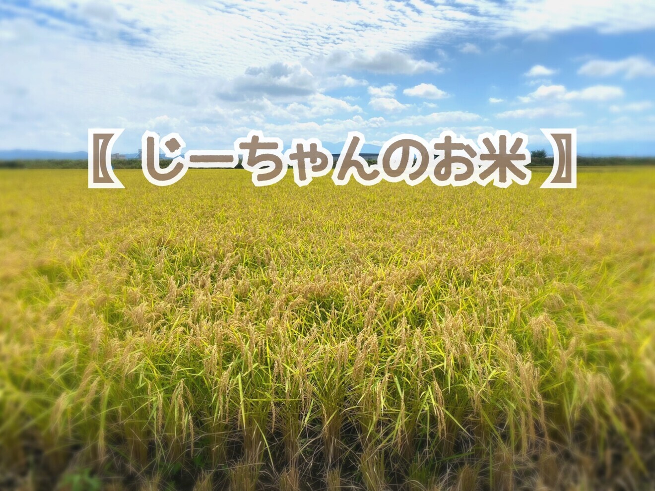 〖 じーちゃんのお米🌾 〗新米！コシヒカリ3kg 石川県　令和７年産　玄米 or 白米