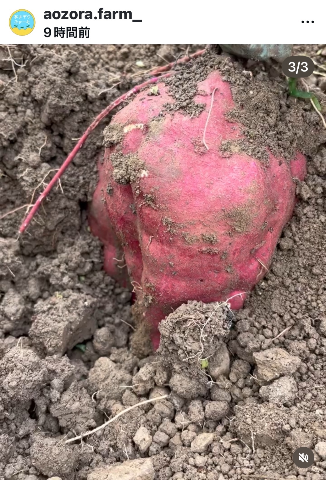 ほくほく、ほろり。熟成なると金時 2kg