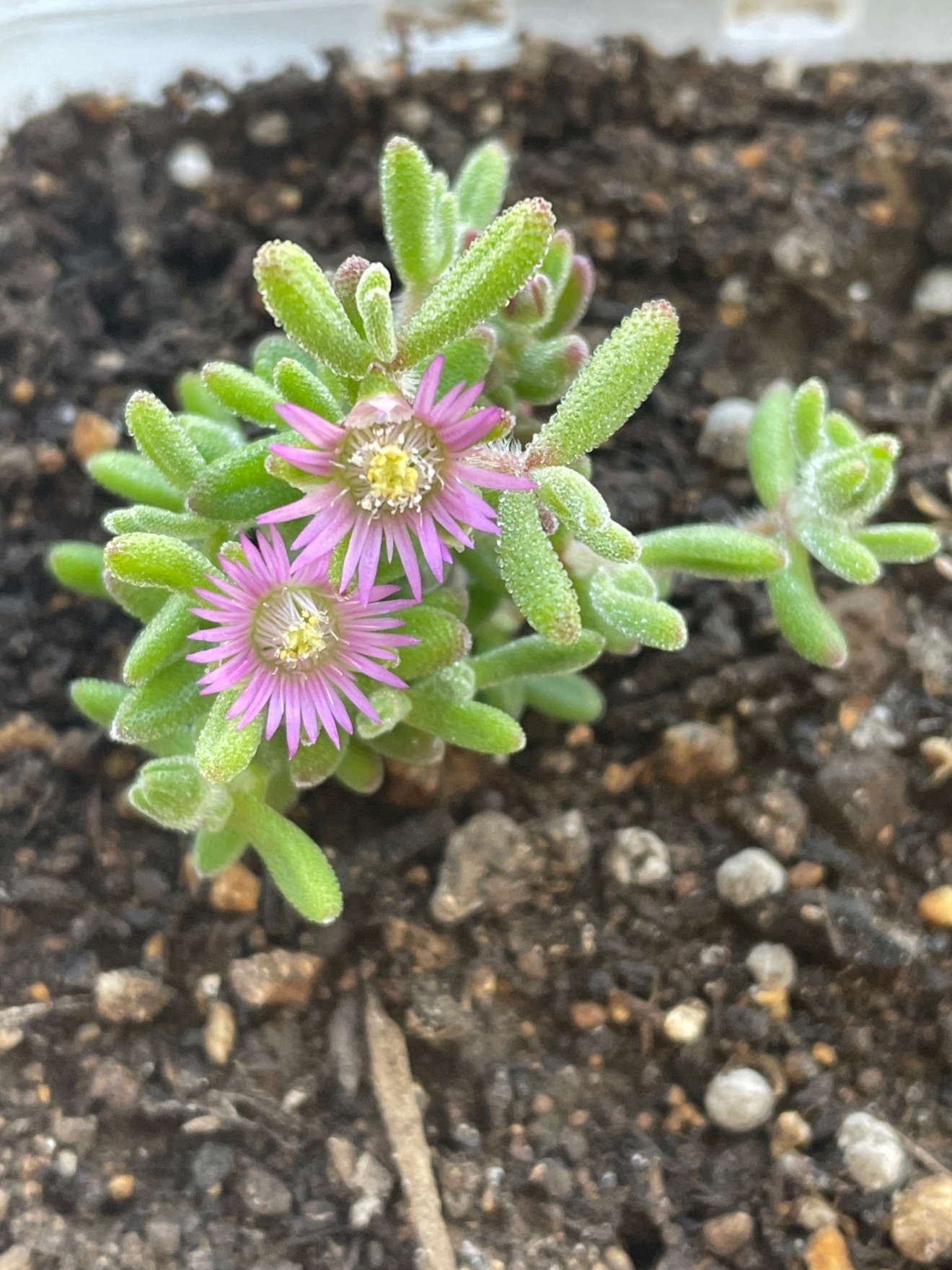 ドロサンテマム　キラキラ✨✨多肉植物 抜き苗 1株　絶賛開花中🌸