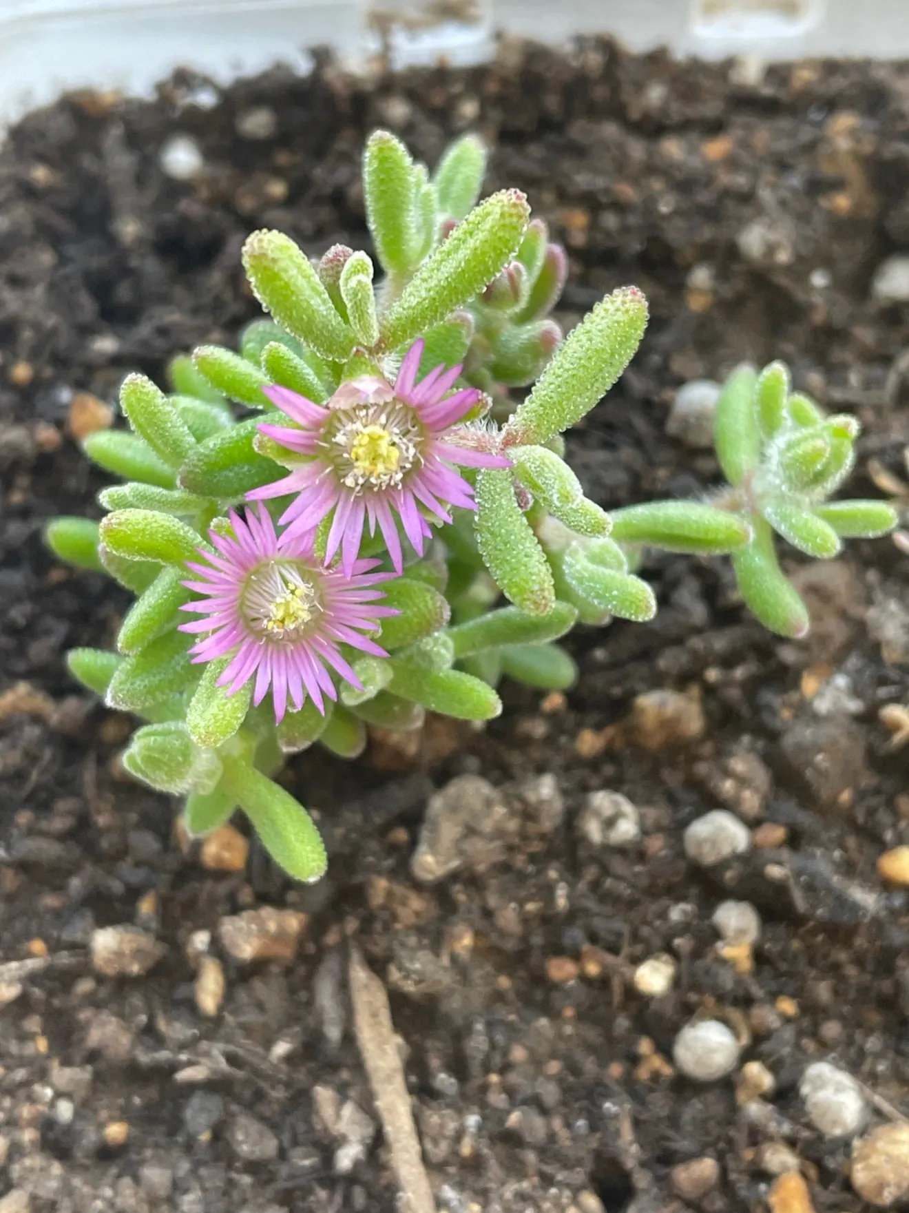 ドロサンテマム　キラキラ✨✨多肉植物 抜き苗 1株　絶賛開花中🌸