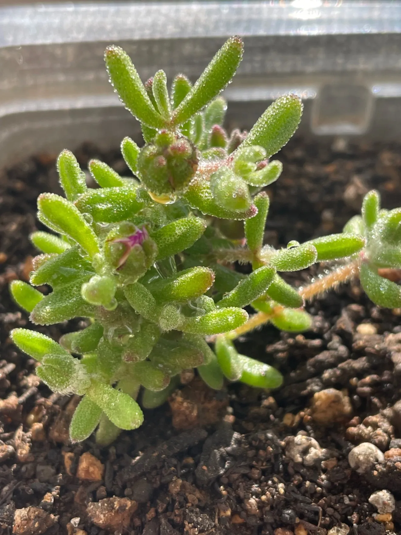 ドロサンテマム　キラキラ✨✨多肉植物 抜き苗 1株　絶賛開花中🌸