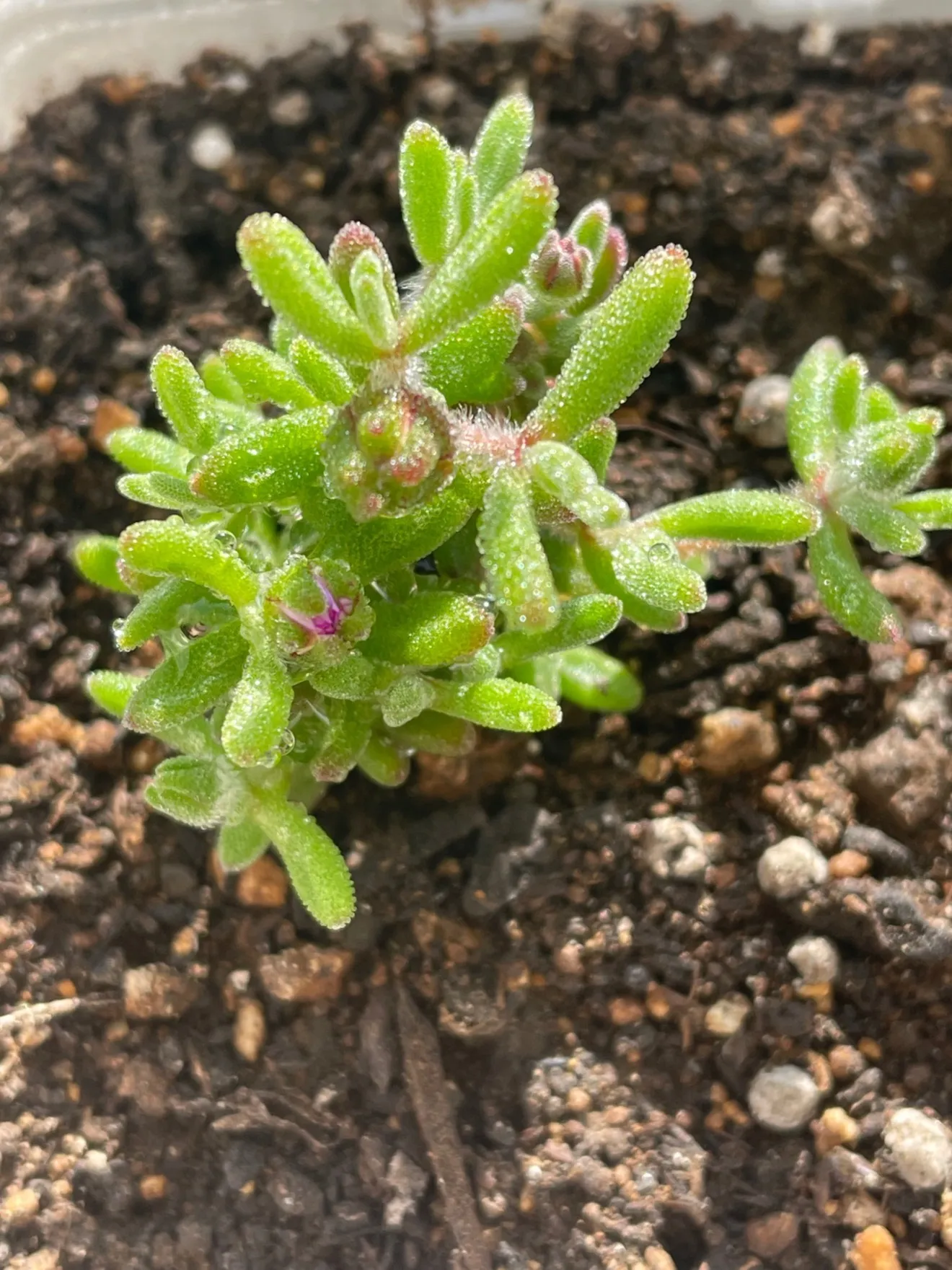 ドロサンテマム　キラキラ✨✨多肉植物 抜き苗 1株　絶賛開花中🌸