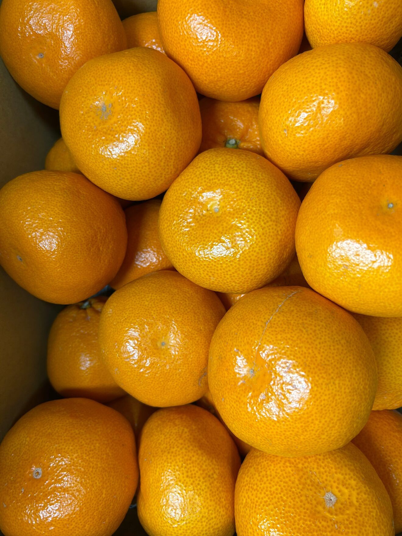 早生みかん3Lサイズ　加工用　箱込み5.5kg
