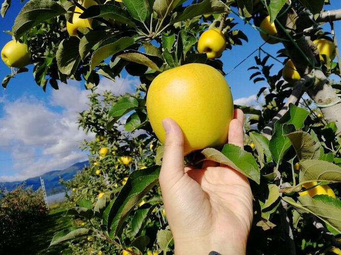 【農家直送】完熟シナノゴールド 約3kg｜家庭用