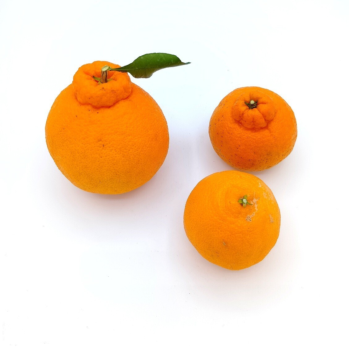 不知火（小玉・加工用）【4.5kg】