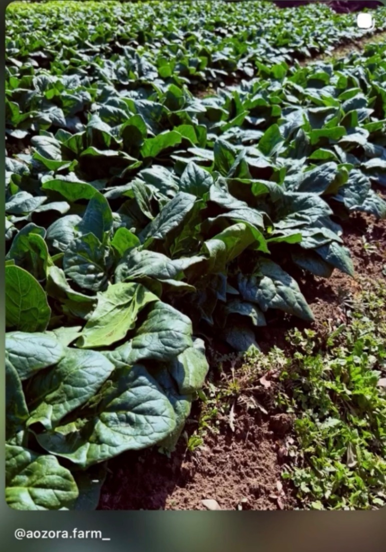 根まで甘い冬ほうれん草 お徳サイズ1kg｜農家直送