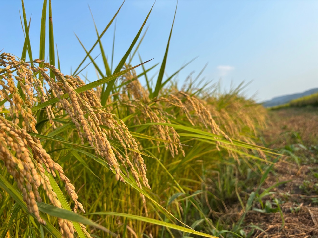 【ポイント利用応援】新米とちぎの星 10kg 無洗米🌾 送料込み1万円ぴったり栃木県産　農家直送